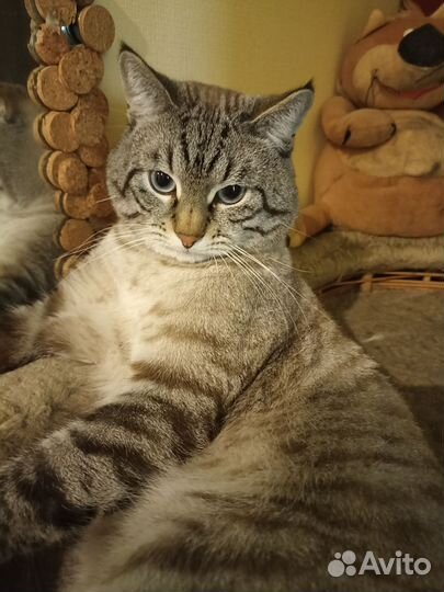 Кот - жених,вязка