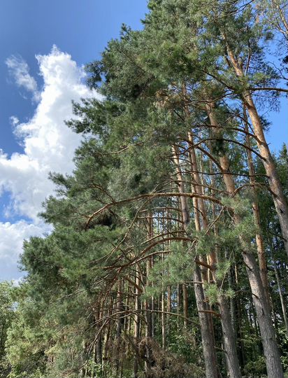 Участок 12 сот. (ИЖС)