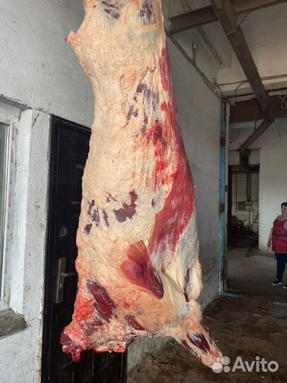 Телки герефорд