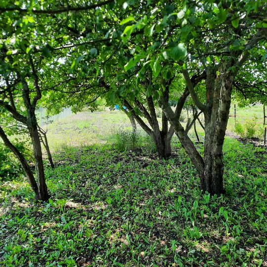 Участок 6 сот. (СНТ, ДНП)