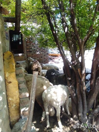 Овцы бараны