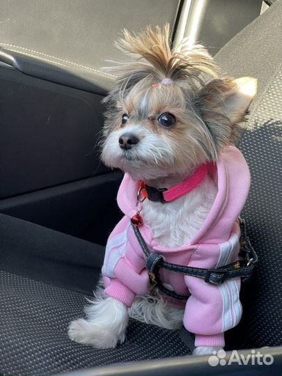 Девочка мини бивер ищет мальчика для вязки