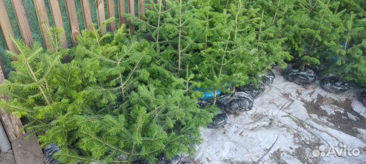 Пихта сибирская Хвойные деревья