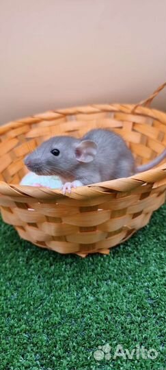 Крыса крысята дамбо рекс от заводчика