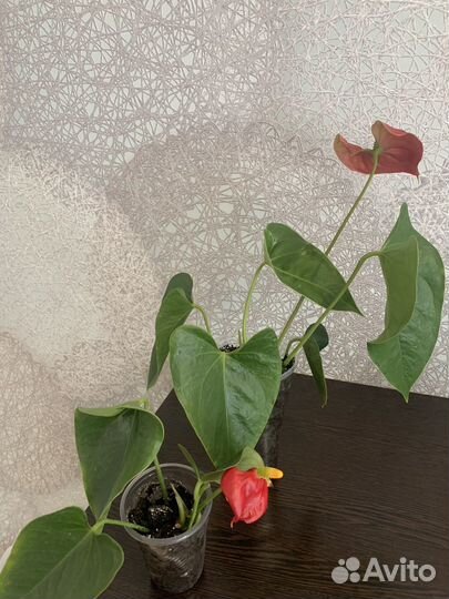 Комнатные цветы антуриум