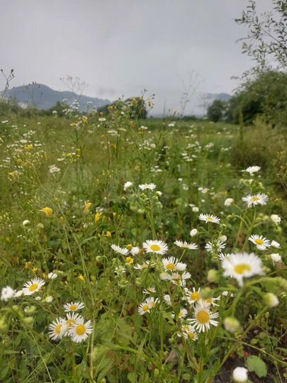 Участок 22 сот. (СНТ, ДНП)