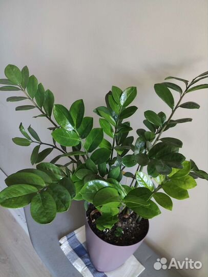 Замиокулькас