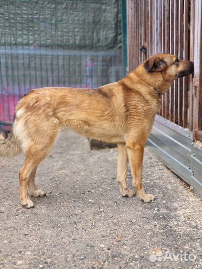 Твоя собака ждет тебя в приюте