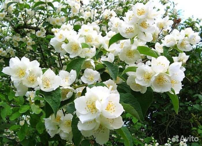 Декоративные кустарники для дачи