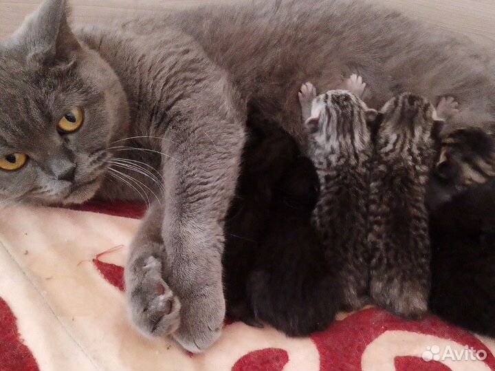 Шотландские котята