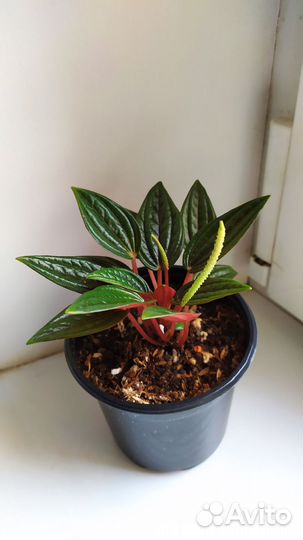 Пеперомия росса