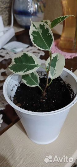 Фикус бенджамина пестролистный