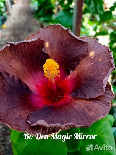 Сортовый гибискусы