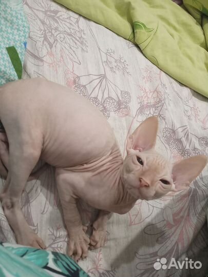 Донской сфинкс котята