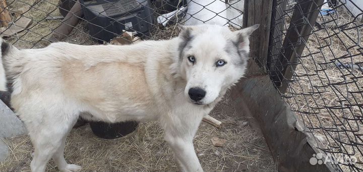 Собаки бесплатно