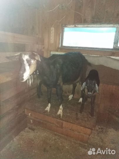 Козочки от нубийского козла