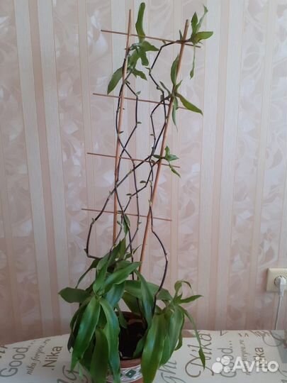 Растение золотой ус