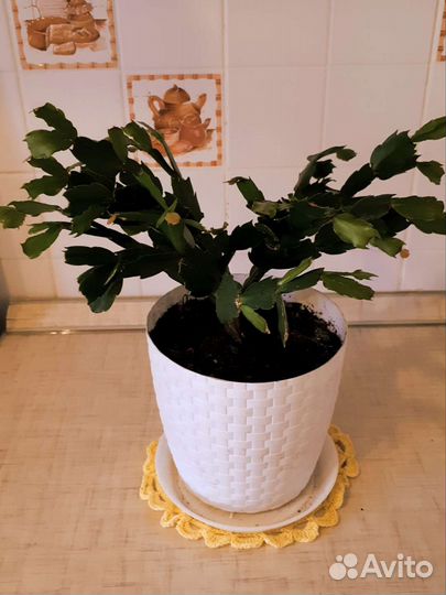 Замиокулькас