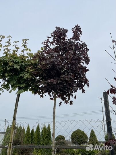 Клен красный на штамбе