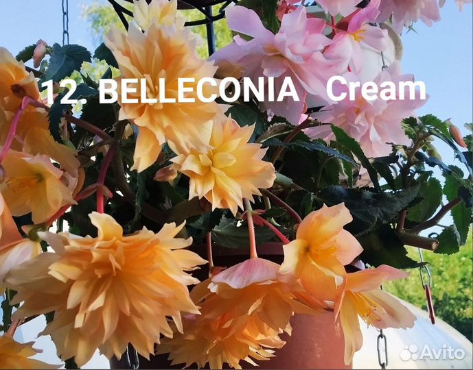 Бегонии Belleconia, ампельные