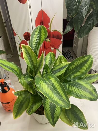 Калатея пинстрайп