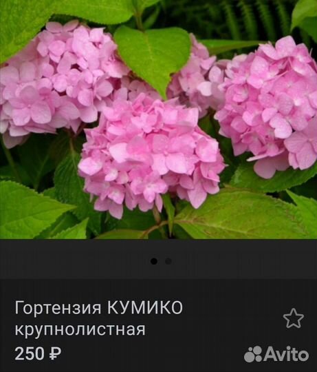 Гортензии 5 сортов