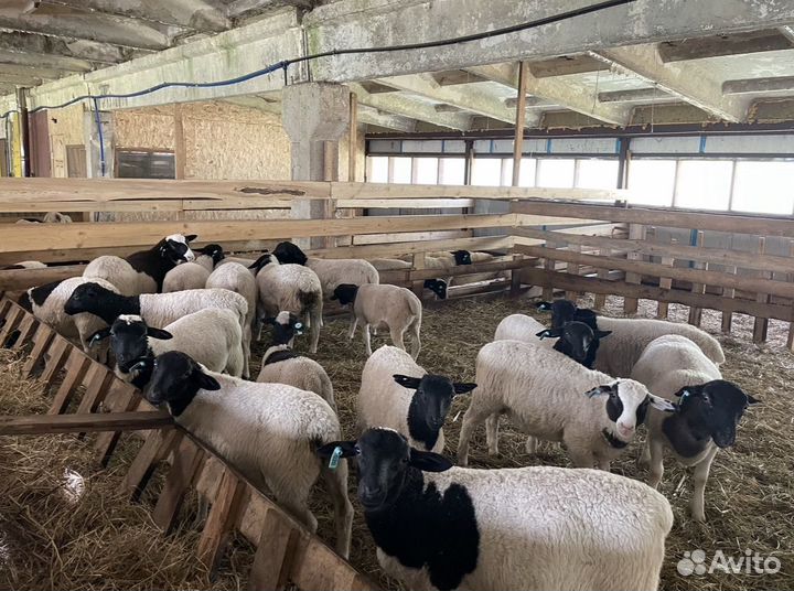 Баранчики Дорпер F4-F5 на племя