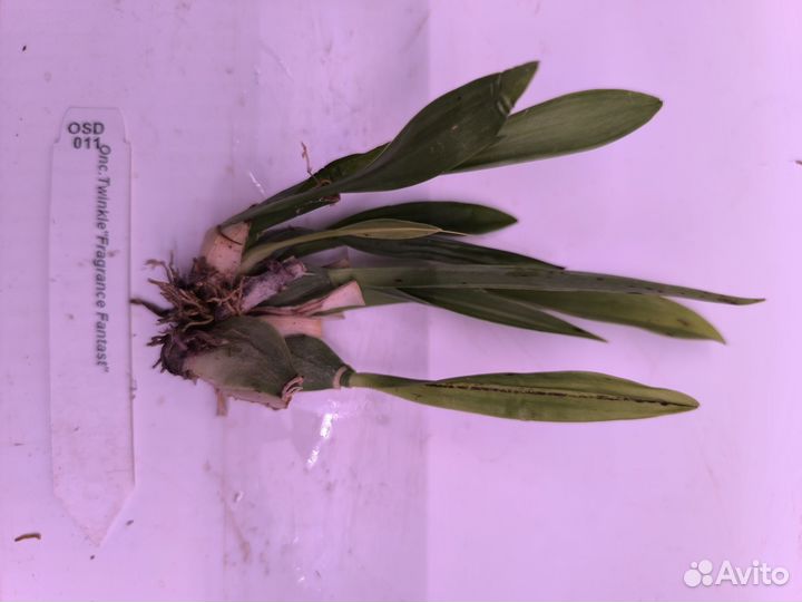 Орхидея онцидиум Fragrance Fantast