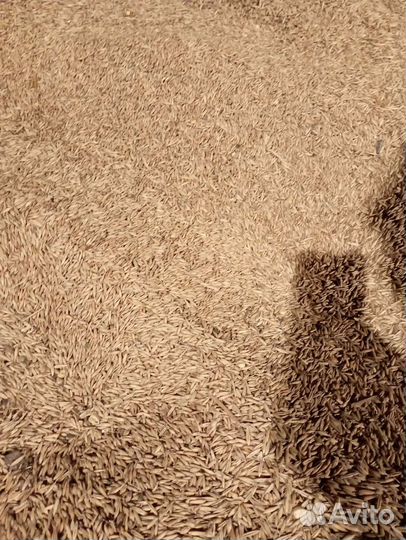 Овес ячмень