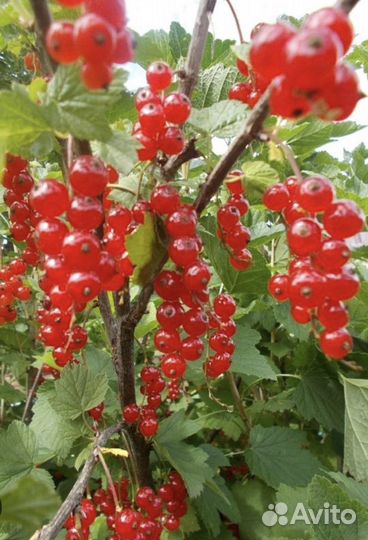 Красная смородина свежая