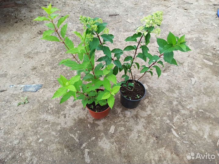 Гортензии метельчатые и широколистные