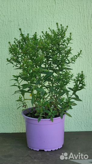 Сентябринка - многолетняя астра бордюрная