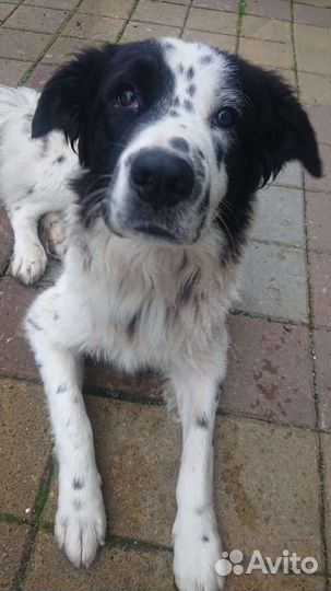 Собака в добрые руки