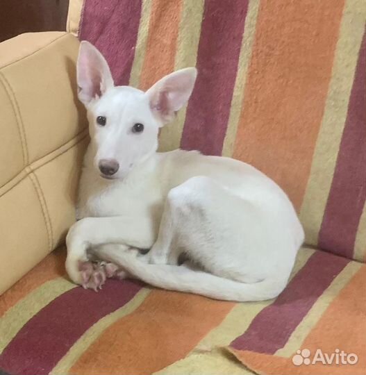 Собачка Снежок ищет дом и хозяина