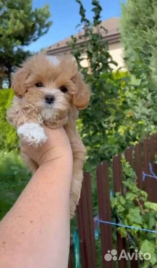 Щенок мальтипу