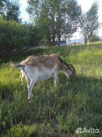 Продается коза