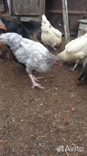 Молодой петушок