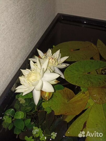 Нимфея карликовая, сантирем