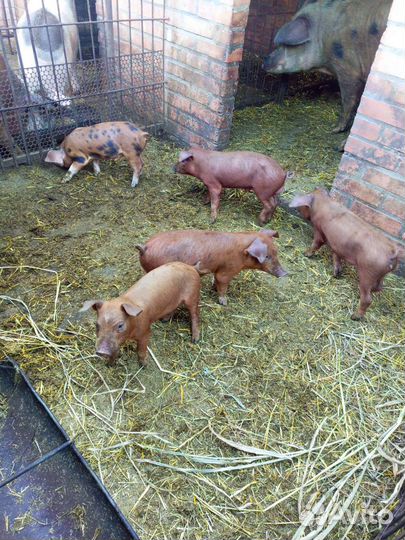 Поросята помесь ландрас дюрок