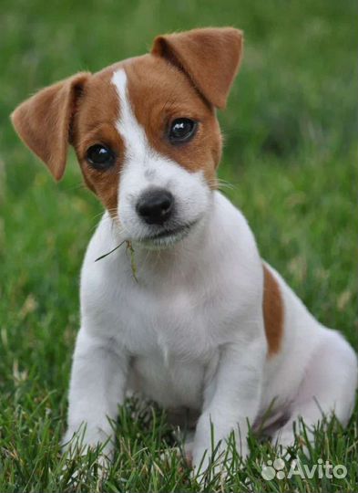 Передержка кошек и собак (и выгул собак)