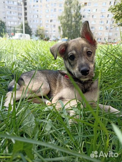 Щенок в добрые руки