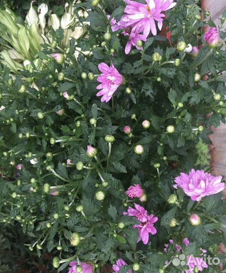 Хризантема сиреневая