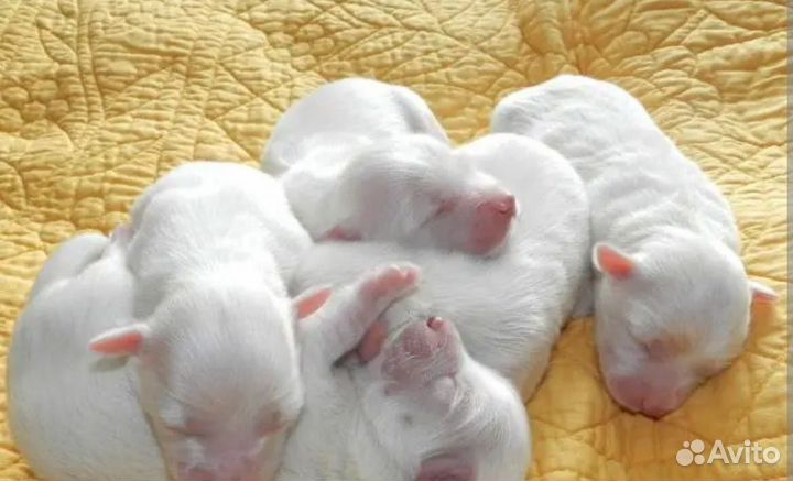 Щенки самоеда