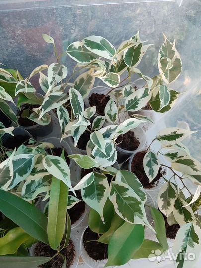 Сортовые фикусы