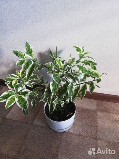 Педилантус