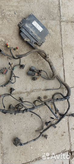 Эбу на газель