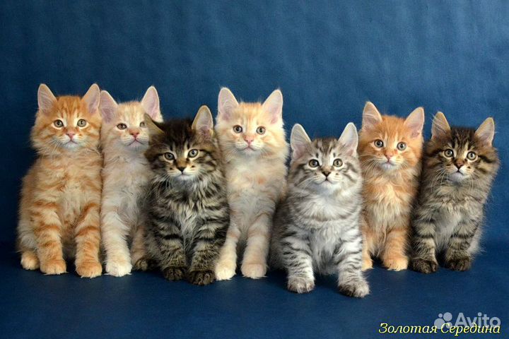 Племенные котята-рысята