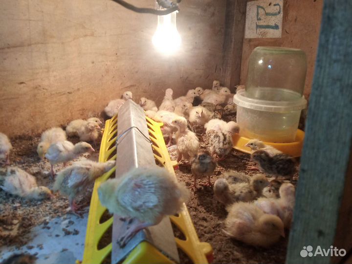 Перепела несушки