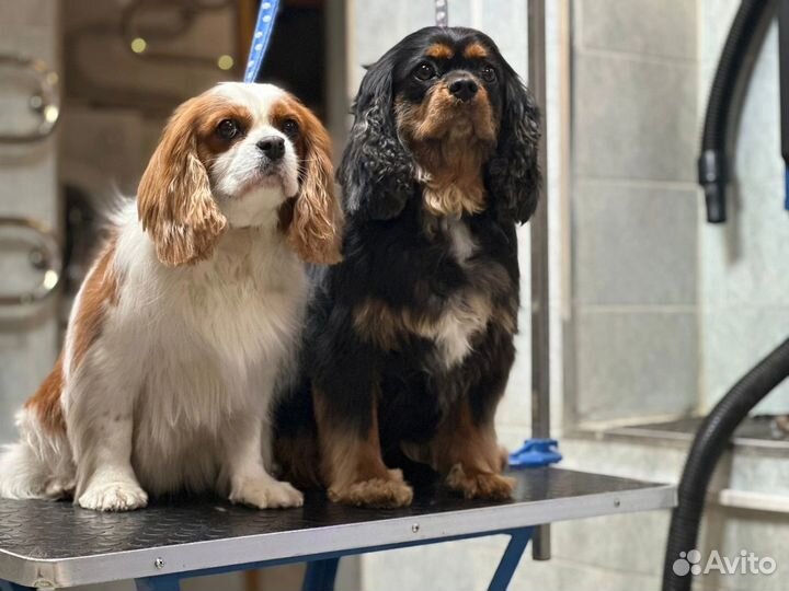 Зоосалон Чара, груминг собак и кошек