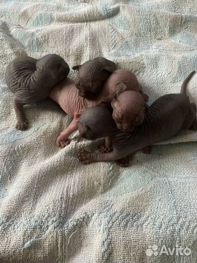 Канадский сфинкс котенок